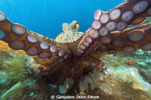 Octopus trying to take my camera by Giroudon Jean-Pierre 